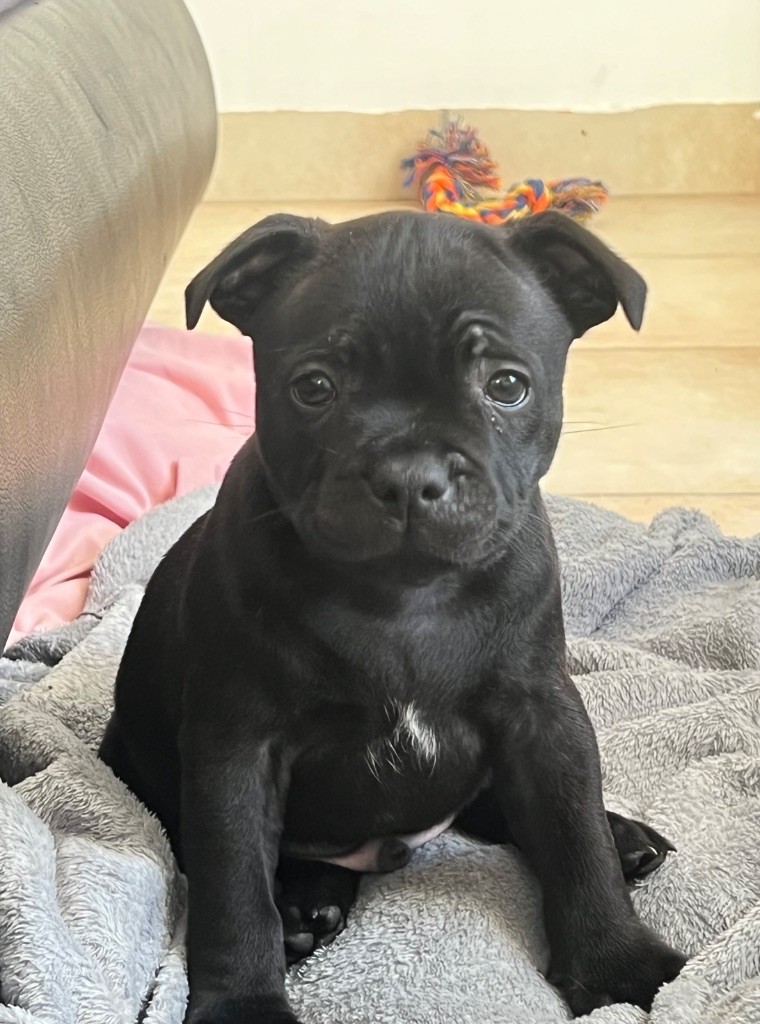 Des Anges De La Vallee Des Baux - Chiot disponible  - Staffordshire Bull Terrier