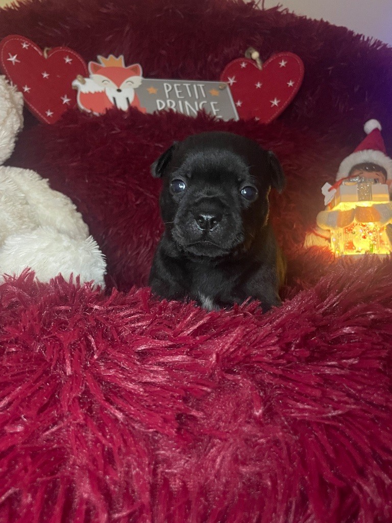 Des Anges De La Vallee Des Baux - Chiot disponible  - Staffordshire Bull Terrier