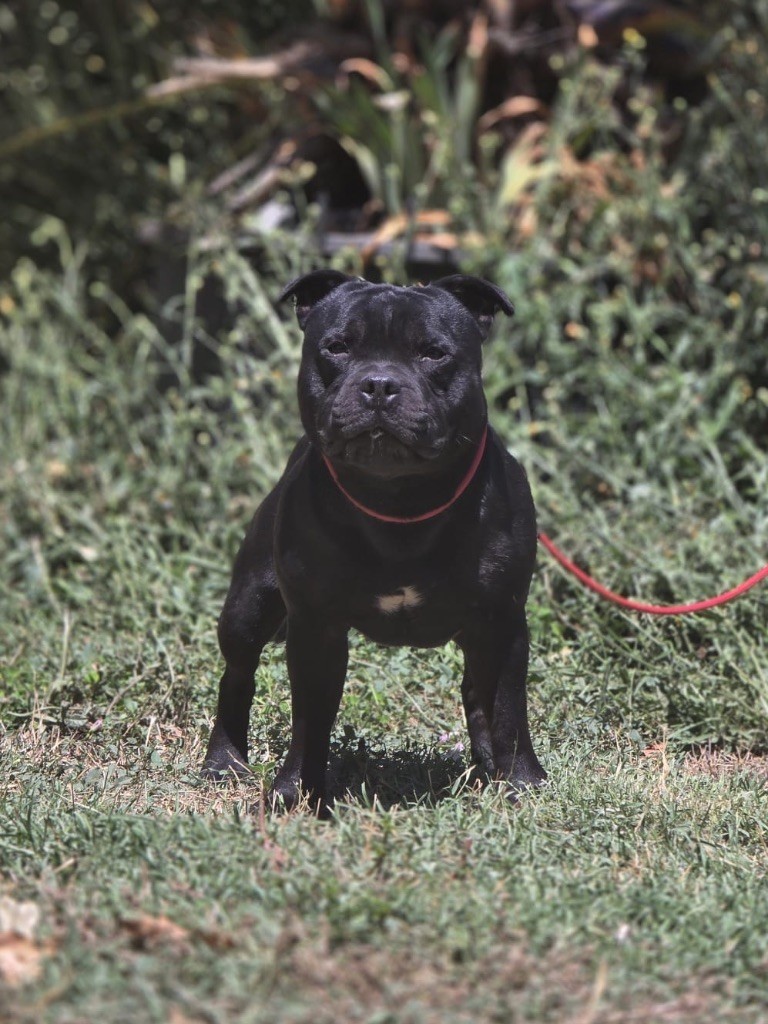 Small biggie Des Anges De La Vallee Des Baux