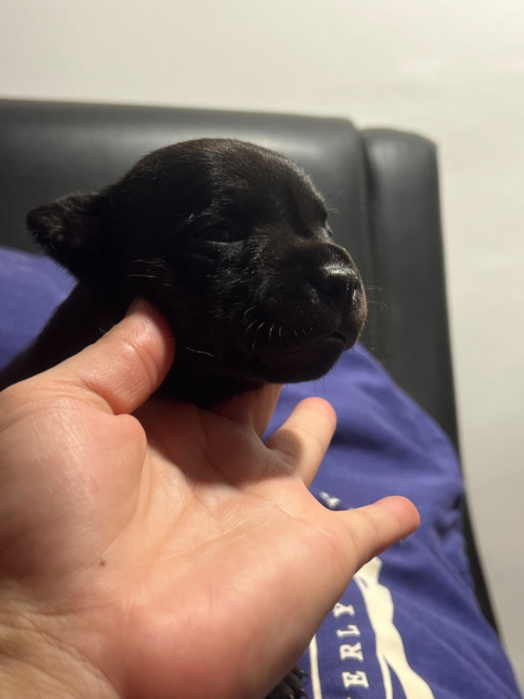 Des Anges De La Vallee Des Baux - Chiots disponibles - Staffordshire Bull Terrier