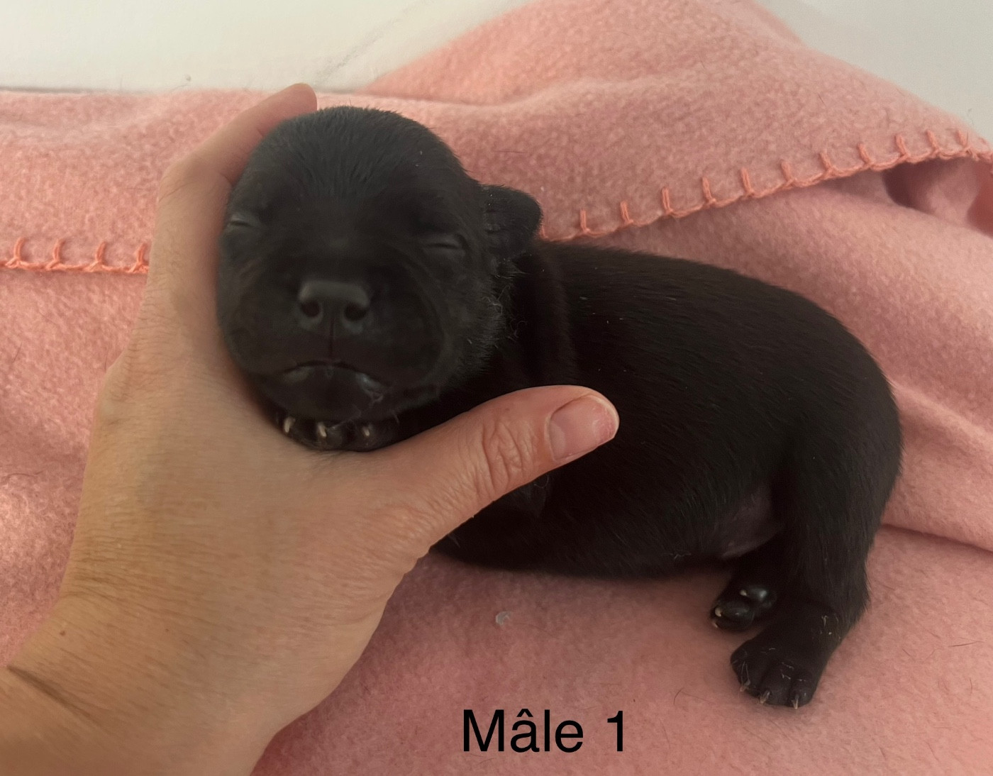 Des Anges De La Vallee Des Baux - Chiots disponibles - Staffordshire Bull Terrier