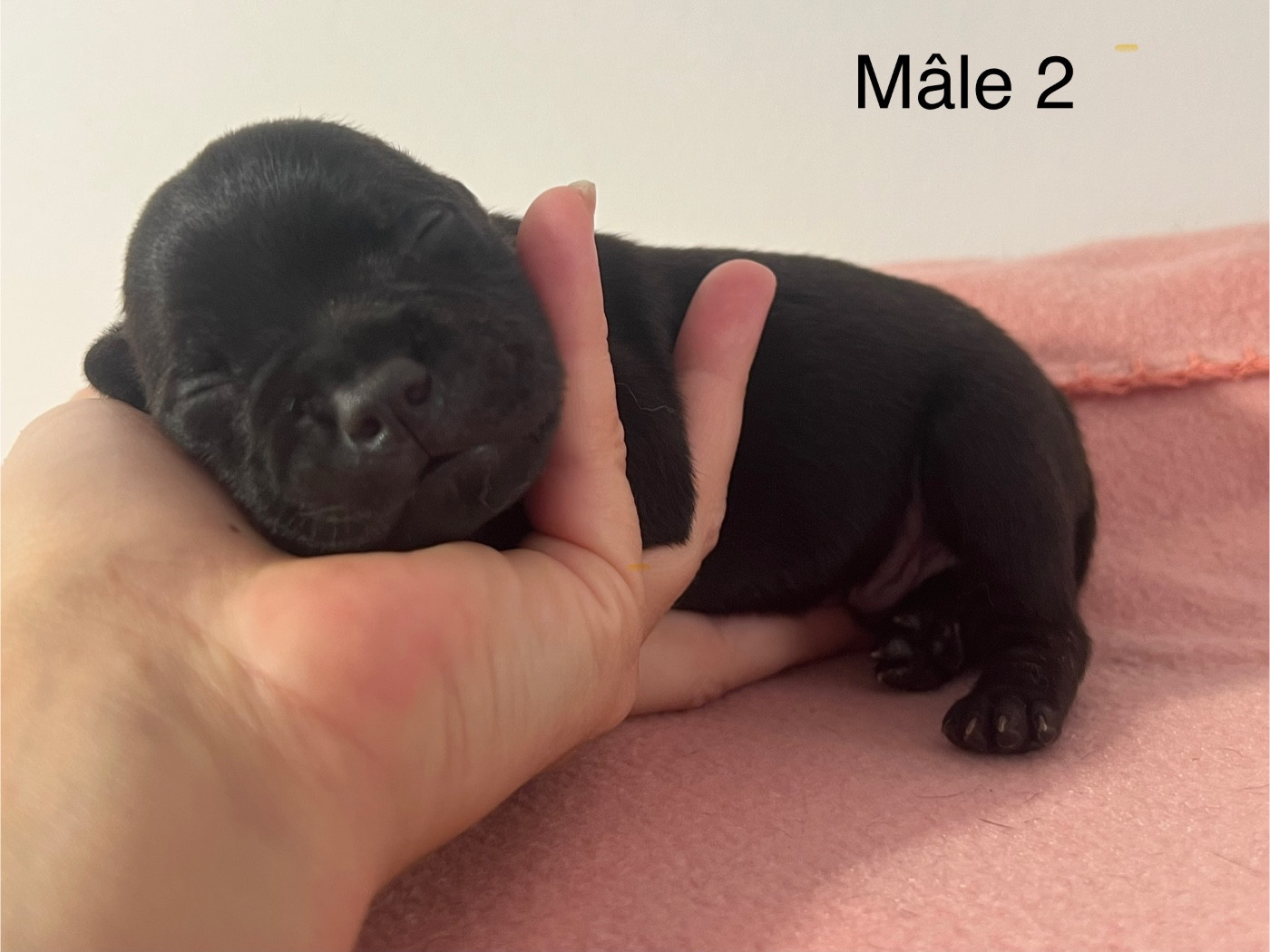 Des Anges De La Vallee Des Baux - Chiots disponibles - Staffordshire Bull Terrier