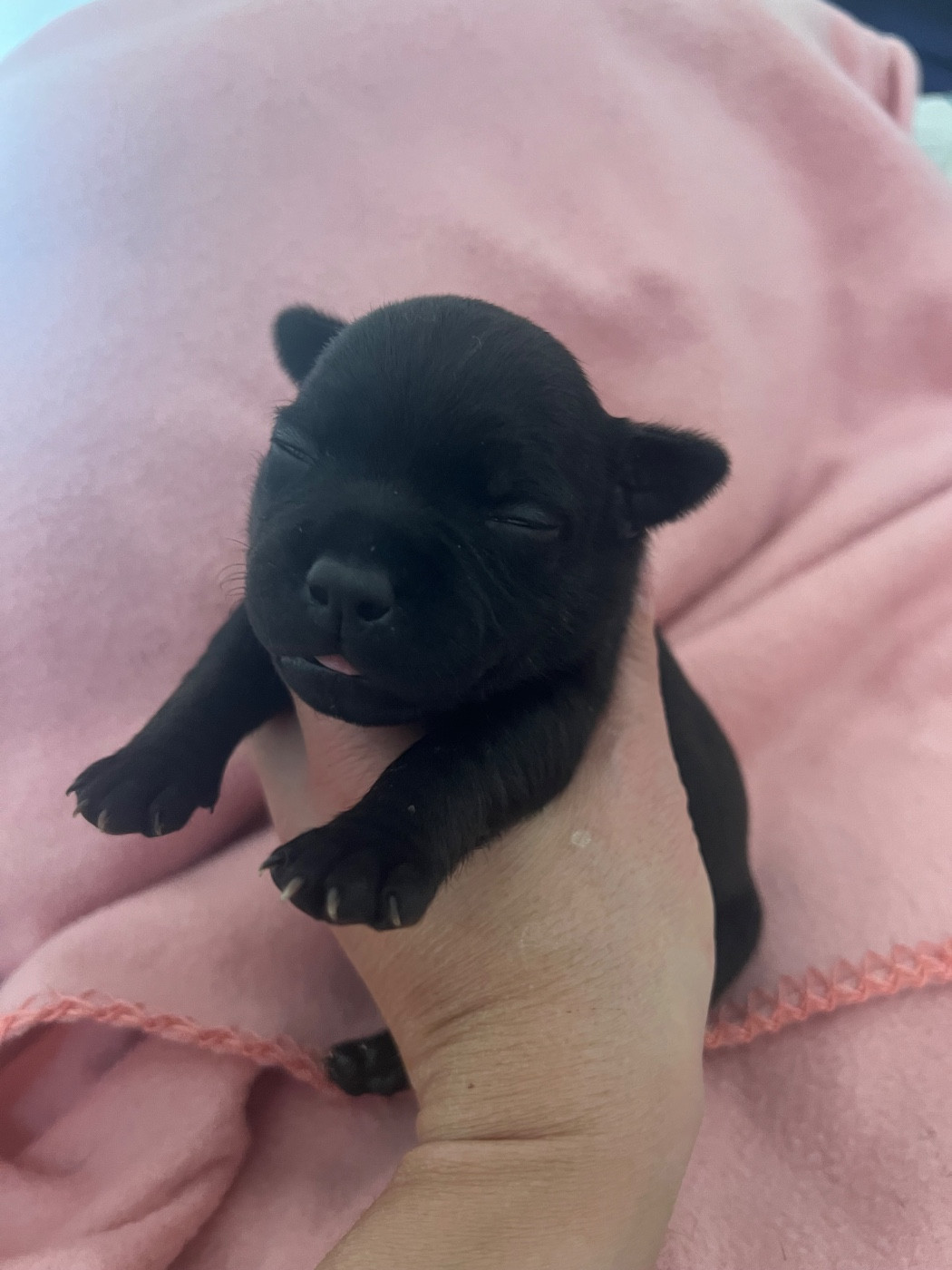 Des Anges De La Vallee Des Baux - Chiots disponibles - Staffordshire Bull Terrier