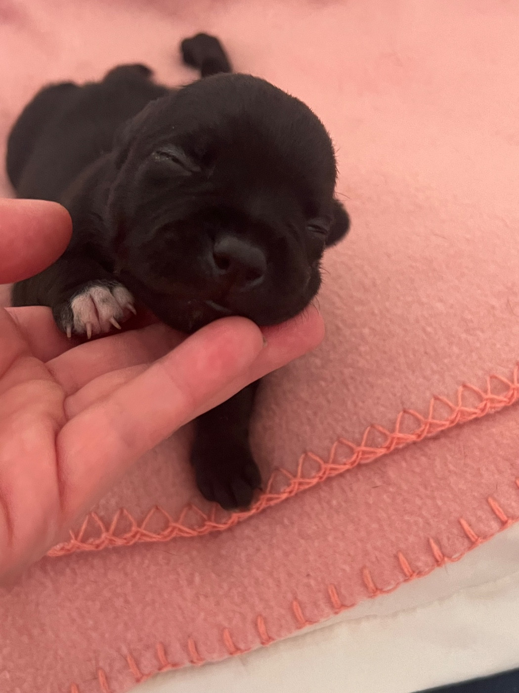 Des Anges De La Vallee Des Baux - Chiots disponibles - Staffordshire Bull Terrier