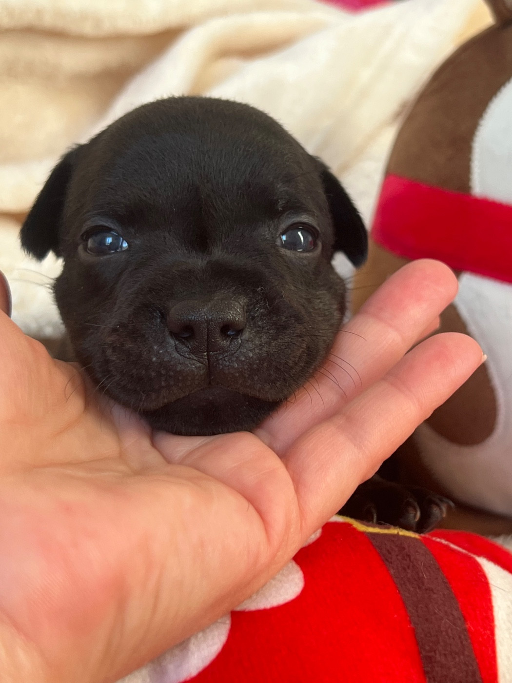 Des Anges De La Vallee Des Baux - Chiots disponibles - Staffordshire Bull Terrier