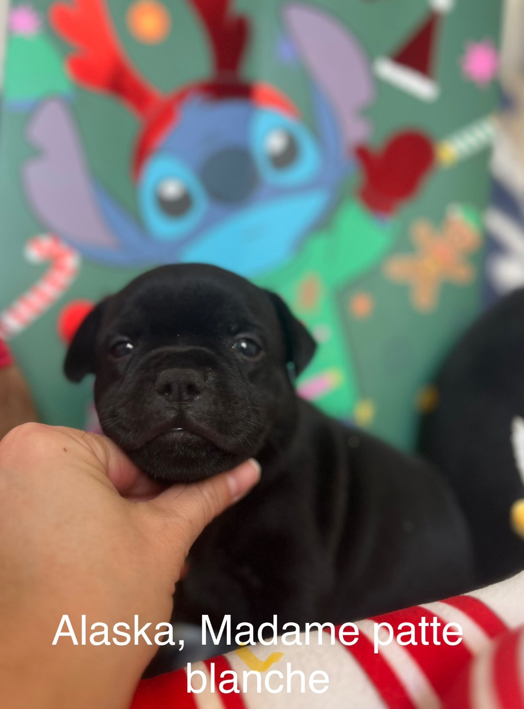 Des Anges De La Vallee Des Baux - Chiots disponibles - Staffordshire Bull Terrier