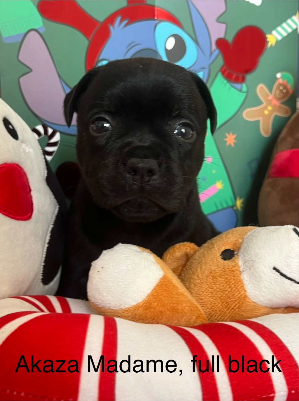 Des Anges De La Vallee Des Baux - Chiots disponibles - Staffordshire Bull Terrier