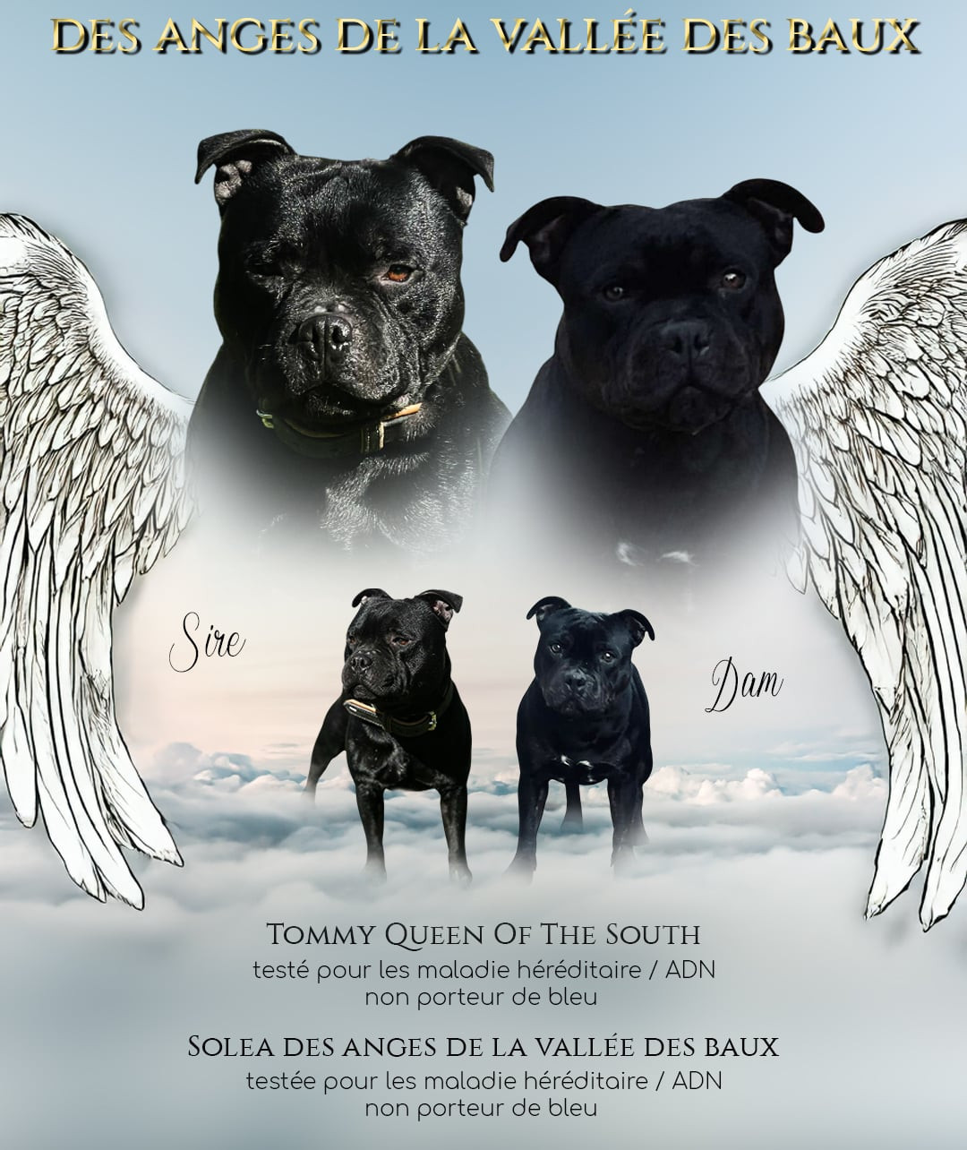 Des Anges De La Vallee Des Baux - Staffordshire Bull Terrier - Portée née le 16/11/2025