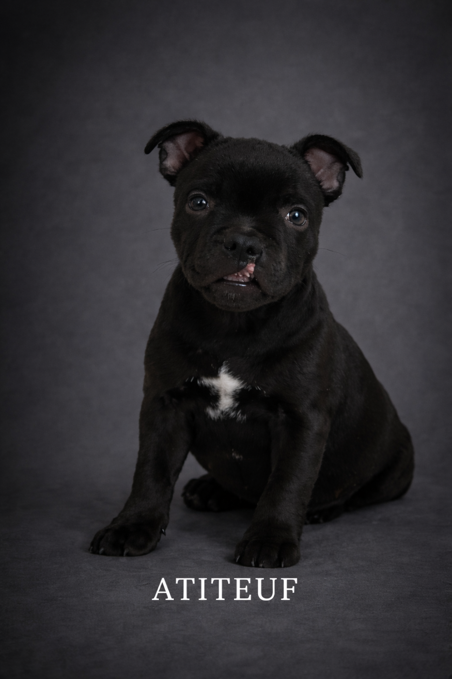 Des Anges De La Vallee Des Baux - Chiots disponibles - Staffordshire Bull Terrier